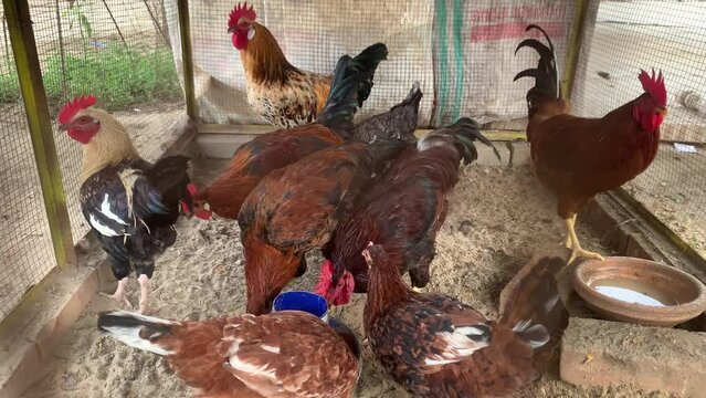 Beautiful Hen,s And Asian Cock,s In Cage. Hens in a hen coop behind a wired fence during daytime. Black and red hens are eating food in the yard. They are playing in the yard. 4K Footage.
