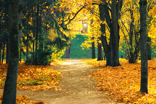 Autumn alley. Beautiful high trees. Alley in the sunny autumn park. High quality photo