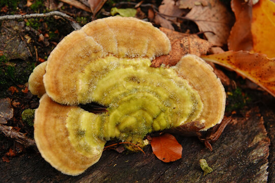 Closeup on a brown colored multicolor gill polypore mushroom, Lenzites betulinus