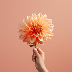 Female hand holding a ginger dahlia flower on neutral background, Generative AI