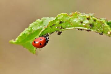 mariquita comiendo pulgones © GL2706PQ