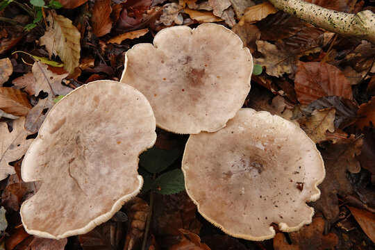 Closeup on a group of grey colored Clouded Agaric or Funnel mushroom, Clitocybe nebularis on the forest floor
