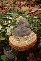 Closeup on a Fomes fomentarius mushroom developping on a white silver birch, warty birch trunk - obrazy, fototapety, plakaty