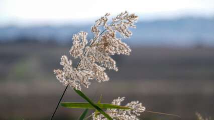 Top part of phragmites australis water reed stems with leaves and seed heads against the sky in the...