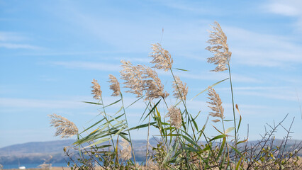 Top part of phragmites australis water reed stems with leaves and seed heads against the sky in the wind at wetland grass
