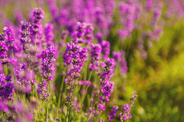 blooming lavender flowers on the field. Selective focus.