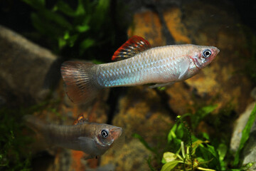 A pair of Liberty molly (Poecilia salvatoris) in aquarium