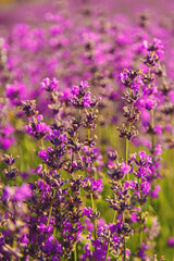 blooming lavender flowers on the field. Selective focus.