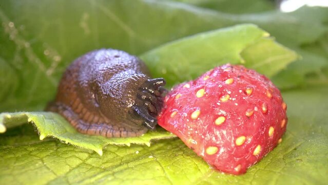  Spanish slug, arion vulgaris, eats raspberries. A Spanish slug eating a berry.