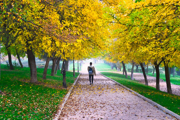 Fototapeta premium A man seen from behind as he walks along a promenade flanked by rows of trees and covered in leaves. Autumn concept.