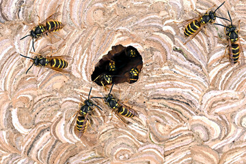 close up of the entrance of a wasp nest of vespula vulgaris, texture of a built up paper wasp nest...