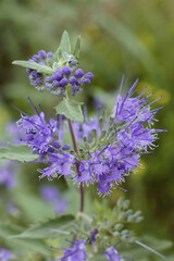 detail uf the flowers of bluebeard or blue spirea