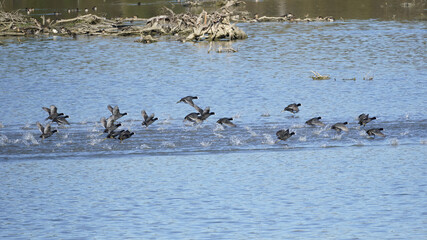 numerous coots take flight