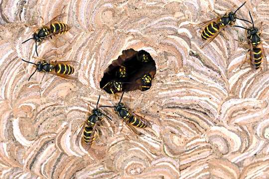 close up of the entrance of a wasp nest of vespula vulgaris, texture of a built up paper wasp nest with wasps on entrance hole and inside