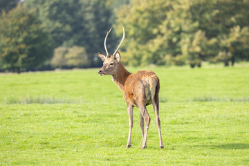 Naklejka na ściany i meble Young Red deer male, cervus elaphus, rutting during mating season on a field