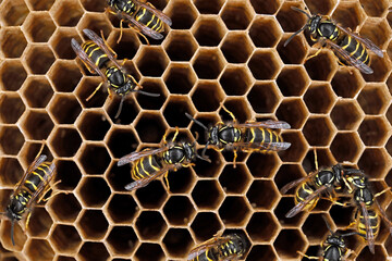 top view of a wasp nest with wasps on hexagonal cells, close-up in a paper wasp nest of Vespula...