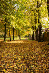 public park with leaves in autumn