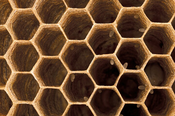 top view inside of the cells in a wasp nest of vespula vulgaris, close up of hexagonal cells with eggs