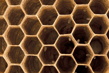 top view inside of the cells in a wasp nest of vespula vulgaris, close up of hexagonal cells with...