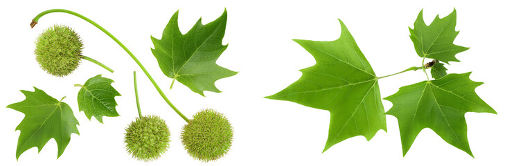 fruit and leaves of sycamore plane tree isolated on white bacground. Top view. Flat lay
