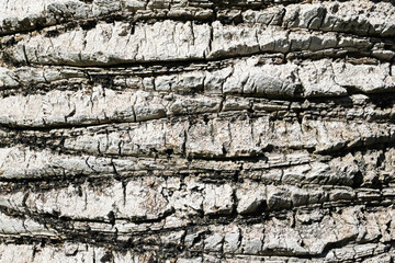 Palm bark texture. Coconut tree trunk. Dried palm. Brown dried leaves of a palm on tree bark....