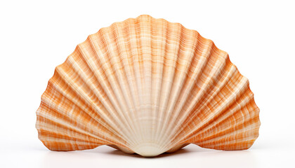 Top view of scallops shell isolated on white background

