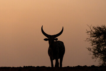 El Lago Chad tiene un ecosistema único y entre otras especies destacan las vacas kauri de la etnia...