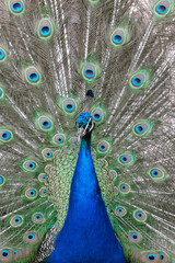 Obraz premium A portrait of a peacock