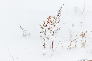 Dry field grass and plants covered in white snow. Winter landscape
