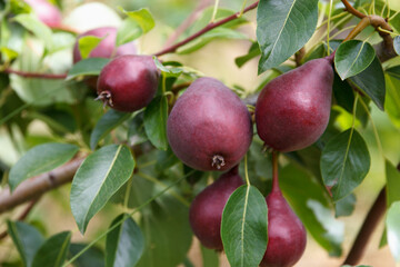 Many red appetizing pears grow and ripening on a tree in a beautiful fruit garden