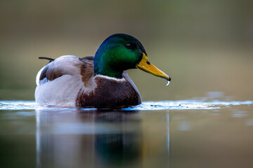 FAUNA SALVAJE EN EL LAGO DE BANYOLES CON PATOS ALUNADE, FOCHAS Y PATOS PANDARINES