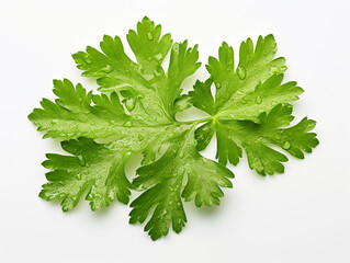 Parsley Leaves Plant on White Background