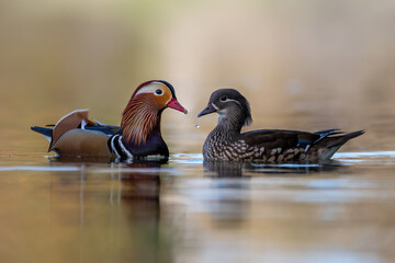 FAUNA SALVAJE EN EL LAGO DE BANYOLES CON PATOS ALUNADE, FOCHAS Y PATOS PANDARINES