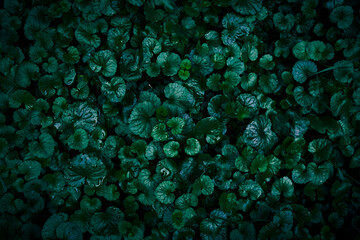 Wet dark green Ground Ivy leaves pattern texture
