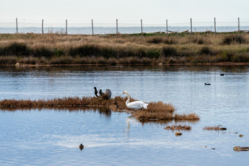 Scenic sight in Tarquinia salt flats natural reserve. Province of Viterbo, Lazio, Italy.