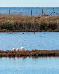 Scenic sight in Tarquinia salt flats natural reserve. Province of Viterbo, Lazio, Italy.