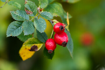 Rosehip. Fruit and vegetables. Plant and plants. Tree and trees.