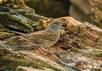 Dunnock, hedge sparrow, blending in with its wooden background in the forest