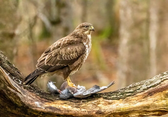 Buzzard plucking and eating a pigeon in the woodland 