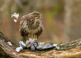 Buzzard plucking and eating a pigeon in the woodland 