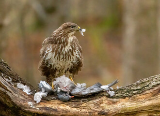 Buzzard plucking and eating a pigeon in the woodland 