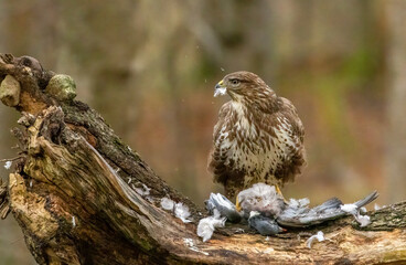 Buzzard plucking and eating a pigeon in the woodland 