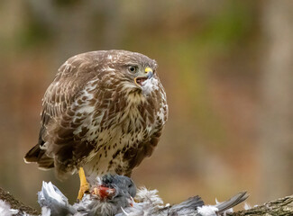 Buzzard plucking and eating a pigeon in the woodland 