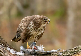 Buzzard plucking and eating a pigeon in the woodland 