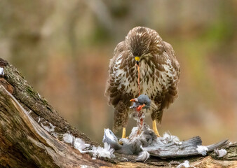 Buzzard plucking and eating a pigeon in the woodland 