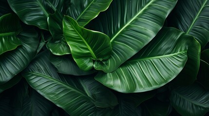 A background that features large leaves on top - obrazy, fototapety, plakaty