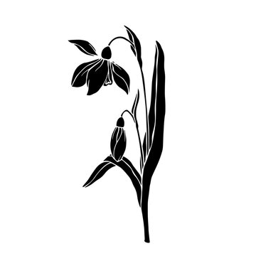 recommend clip art: Silhouette of a spring snowdrop flower. Vector graphics.