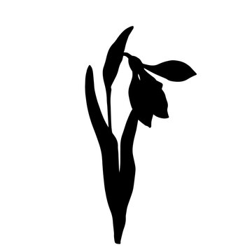 recommend clip art: Silhouette of a spring snowdrop flower. Vector graphics.