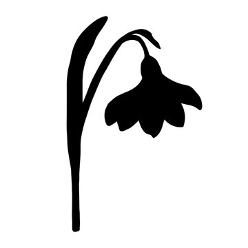 recommend clip art: Silhouette of a spring snowdrop flower. Vector graphics.