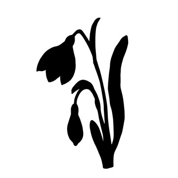 recommend clip art: Silhouette of a spring snowdrop flower. Vector graphics.